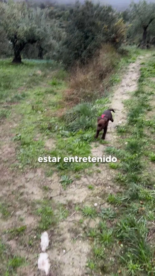 Portada del reel «Aquí los perros pueden ser perros» de @ca_ferminet_